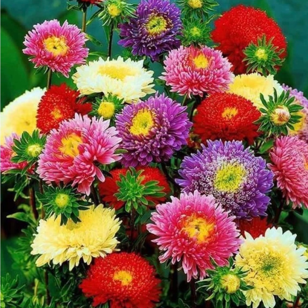 Meet your Posher, Bronislava